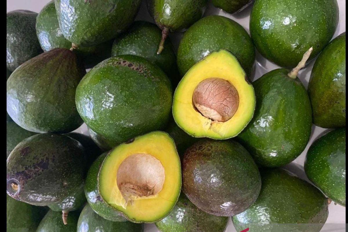 10 Manfaat Buah Alpukat untuk Kesehatan dan Kecantikan