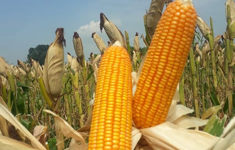 Jurus Sumatera Barat: Ba Jaguang, Dorong Ranah Minang Jadi Sentra Jagung Nasional