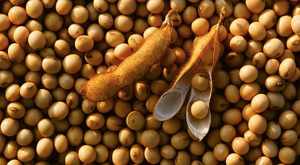 Manfaat Kacang Kedelai untuk Kesehatan Tubuh Pria/Wanita