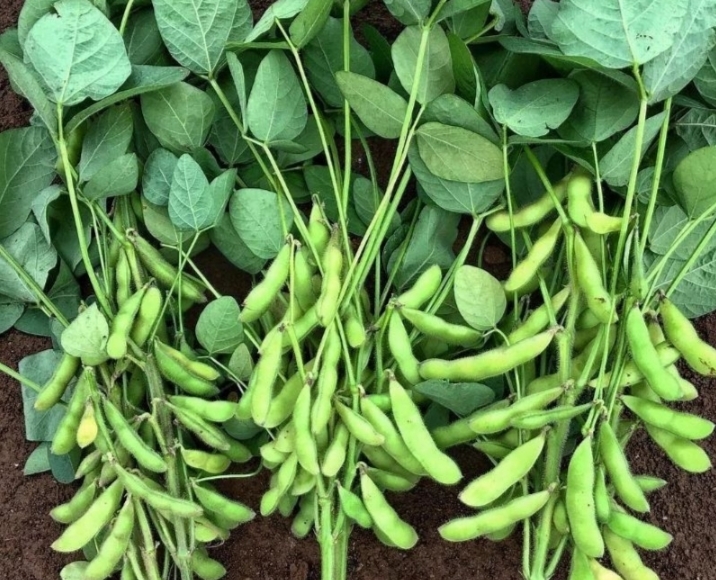 Manfaat Kacang Kedelai untuk Kesehatan Tubuh Pria/Wanita