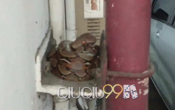 Ular Masuk Kantor DPR, Pegawai Heboh