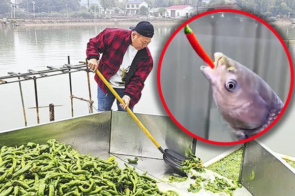 Viral! Fenomena Unik Peternakan Ikan di Tiongkok: 5.000 Kg Cabai Jadi Pakan Harian
