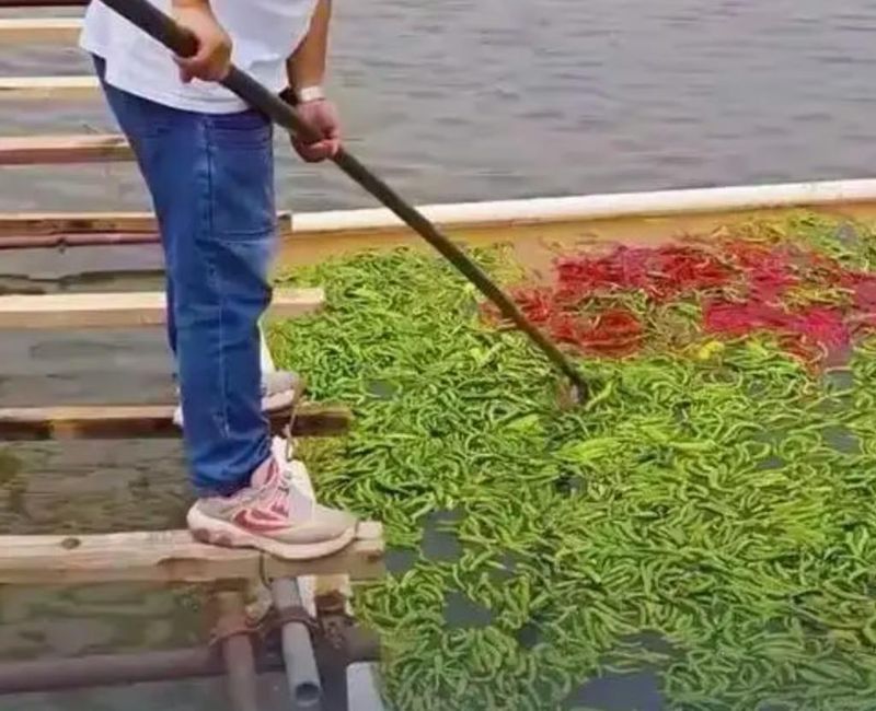 Viral! Fenomena Unik Peternakan Ikan di Tiongkok: 5.000 Kg Cabai Jadi Pakan Harian