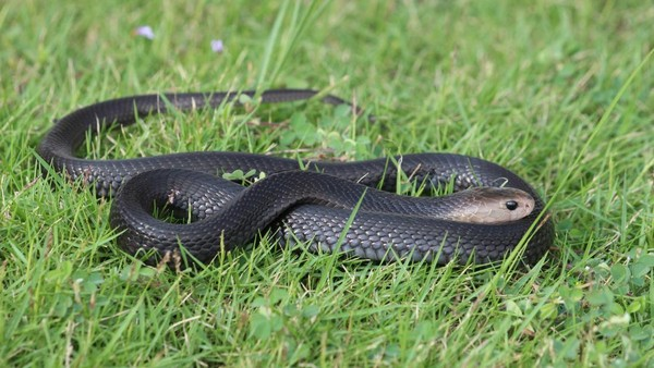 Detik-detik Remaja Sukoharjo Digigit Kobra Saat Buka Paket